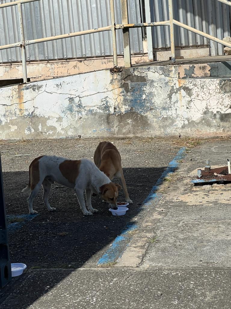 Perros en las calles de Arecibo